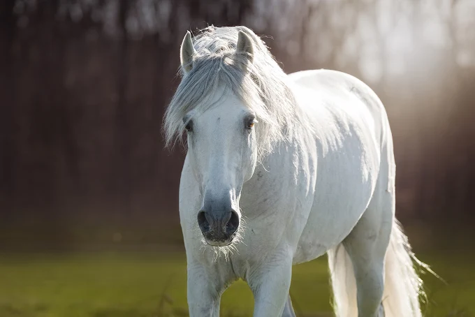 fibra van santen fourage